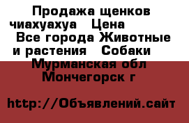 Продажа щенков чиахуахуа › Цена ­ 12 000 - Все города Животные и растения » Собаки   . Мурманская обл.,Мончегорск г.